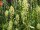 Gelbe Resede, Gelber Wau (Reseda lutea), Samen