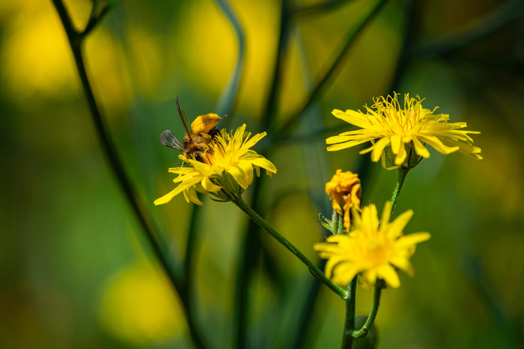 Wiesenpippau mit braunbürstiger Hosenbiene