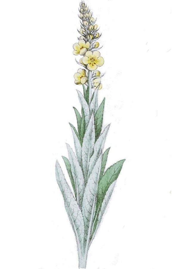 Verbascum_thapsiforme_ag1