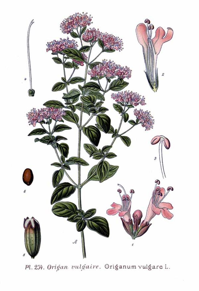 Echter Dost (Origanum vulgare) Samen