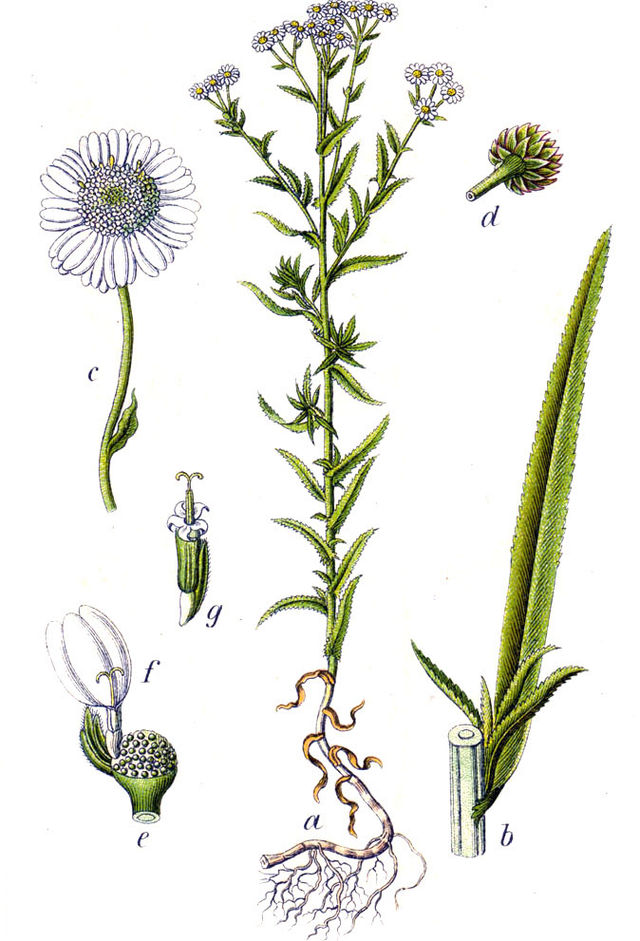 Sumpf-Schafgarbe (Achillea ptarmica) Samen