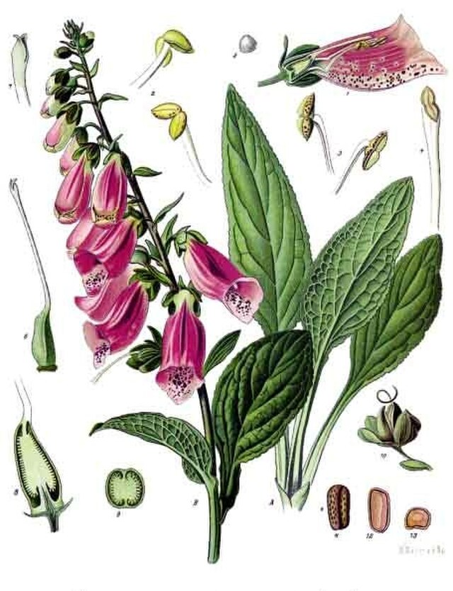 Roter Fingerhut (gemischt) (Digitalis purpurea) Samen