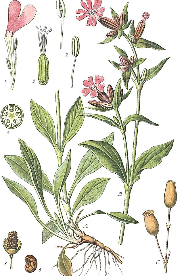 rote Lichtnelke (Silene dioica) Samen