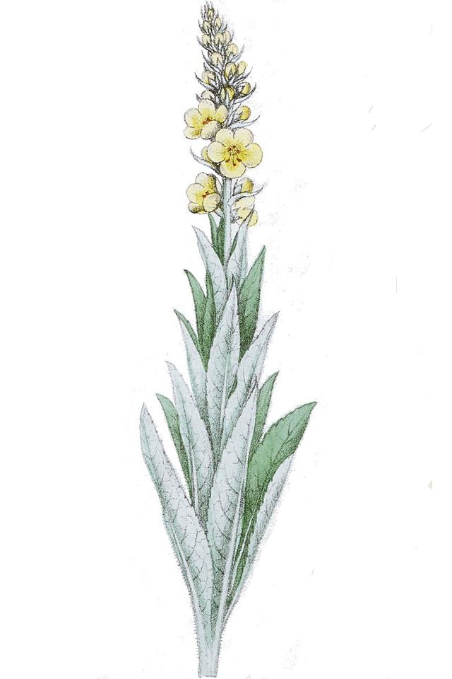 Großblütige Königskerze (Verbascum densiflorum) Samen
