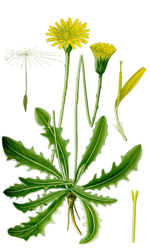 Gewöhnl. Ferkelkraut (Hypochaeris radicata) Samen