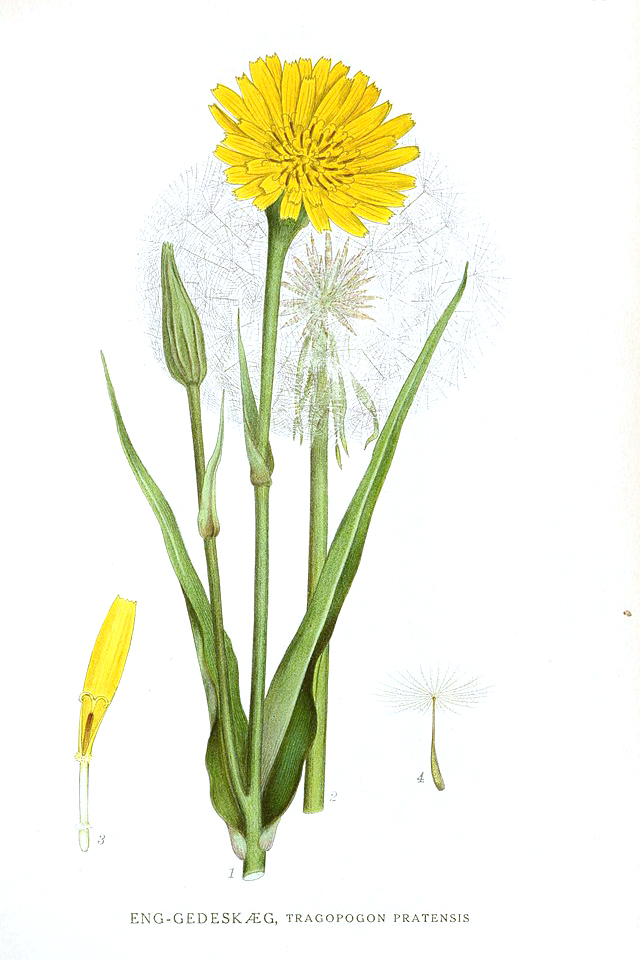 Wiesenbocksbart (Tragopogon pratensis) Samen