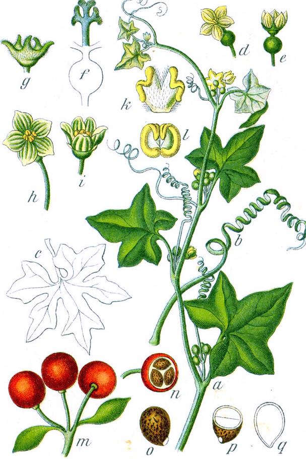 Rotfrüchtige Zaunrübe (Bryonia dioica) Samen