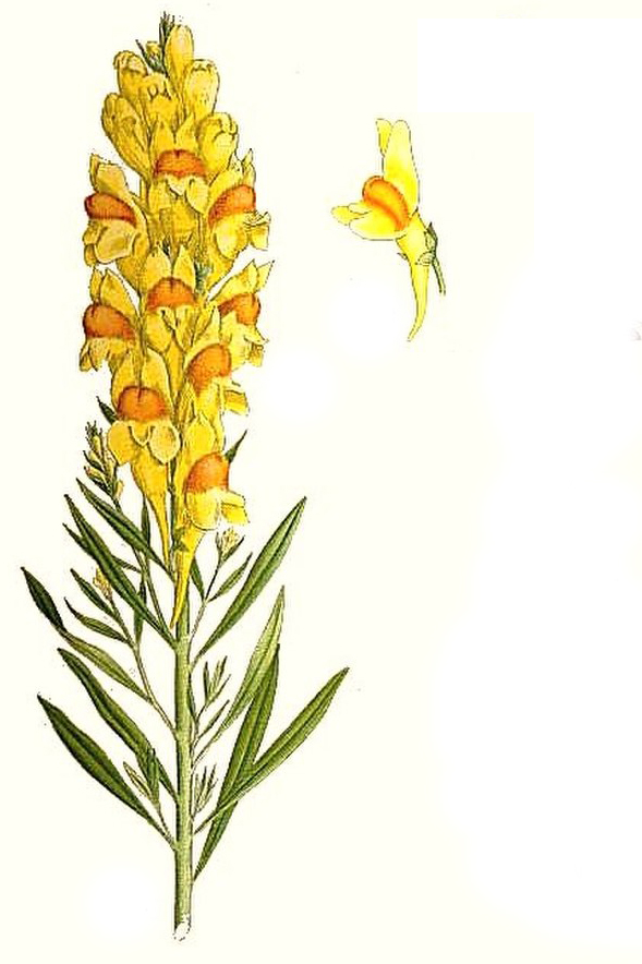Echtes Leinkraut (Linaria vulgaris), Samen