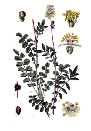 640px-108_Poterium_sanguisorba_L