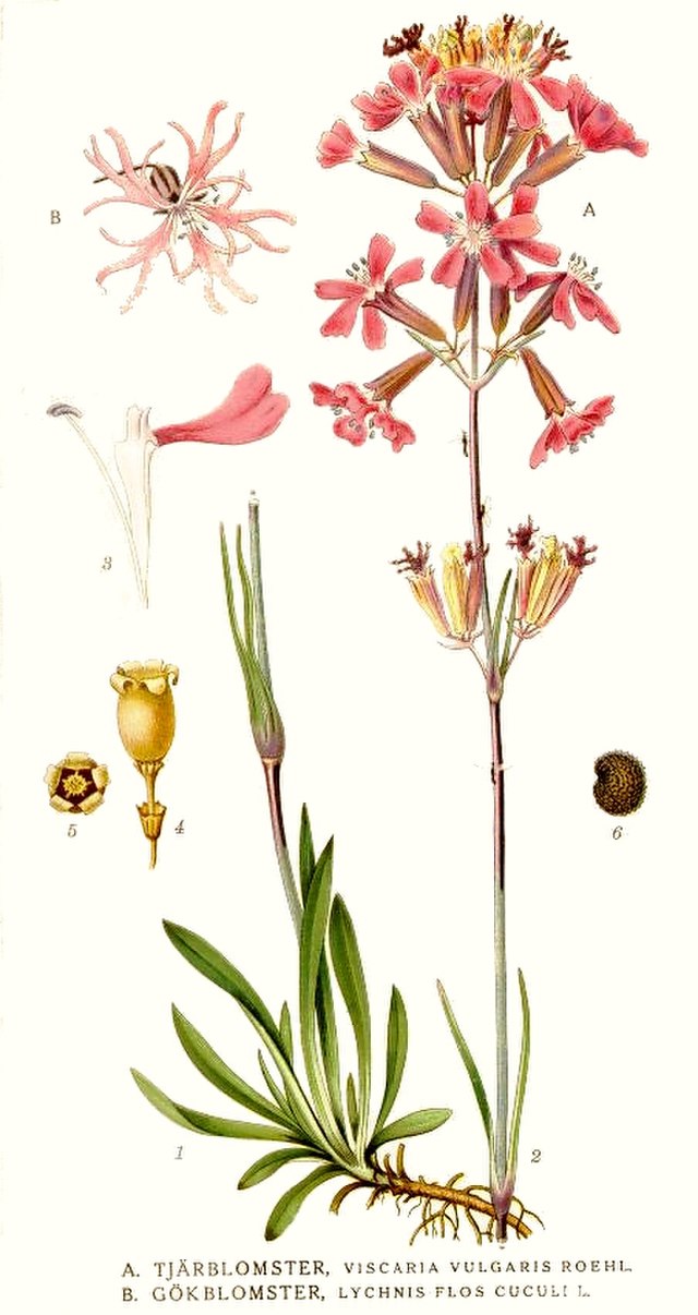 Gewöhnl. Pechnelke (Lychnis viscaria) Samen