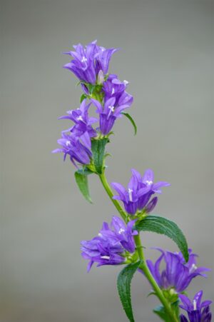 Kna¨uelglockenblume-114.jpg