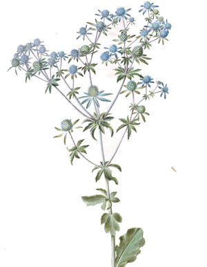 Hans_Simon_Holtzbecker,_Eryngium_planum_have-mandstro_,_,_KKSgb2950-22,_Statens_Museum_for_Kunst