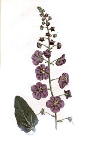 Curtis's_botanical_magazine_(10594503193)