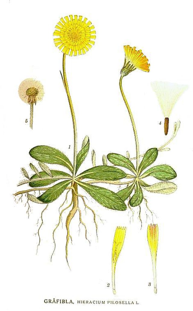 Kleines Habichtskraut, Mausohr-Habichtskraut (Hieracium pilosella), Samen