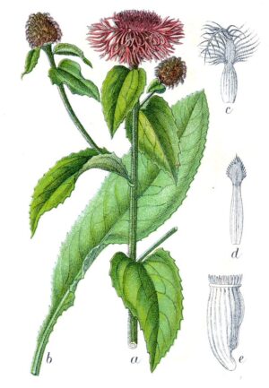 Centaurea_pseudophrygia_Sturm23