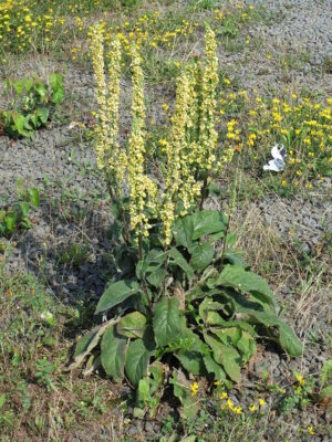 20140716Verbascum_nigrum1.jpg