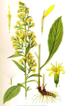 640px-32_Solidago_virgaurea.jpg