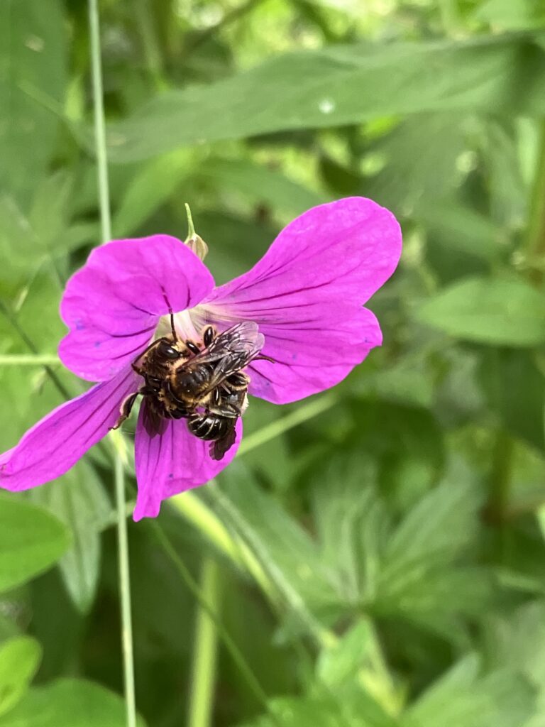 Mehrere Auenschenkelbienen in einer Blüte des Sumpfstorchschnabels.