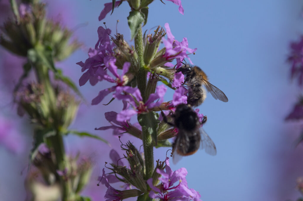 Hummeln sind nicht wählerisch. Hier sammeln sie Pollen am Blutweiderich.