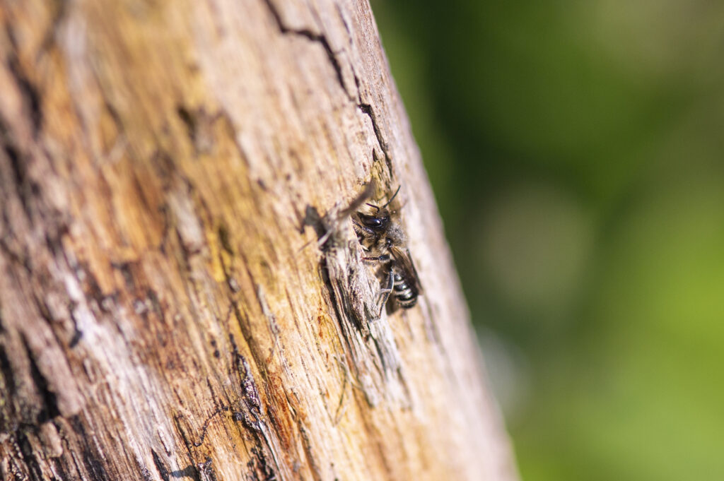 Hahnenfuß-Scherenbiene (Chelostoma florisomne) am Totholz