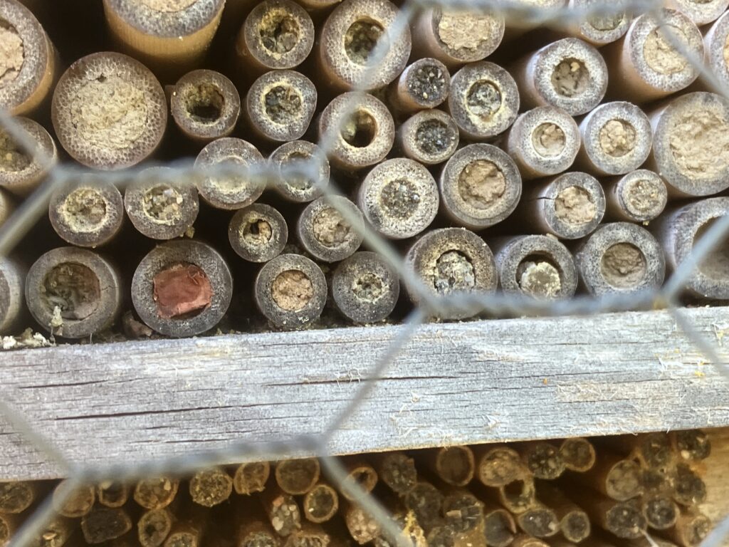 Bambusröhrchen in Bienennisthilfe mit zahlreichen verschiedenen Verschlüssen.